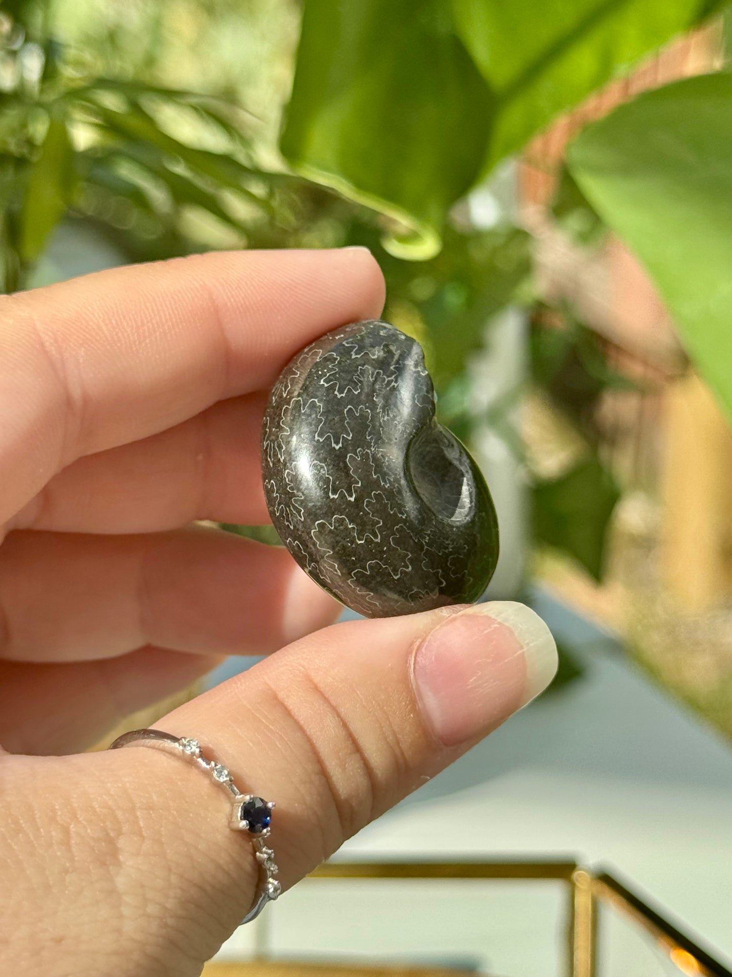 Mini Whole Black Ammonites