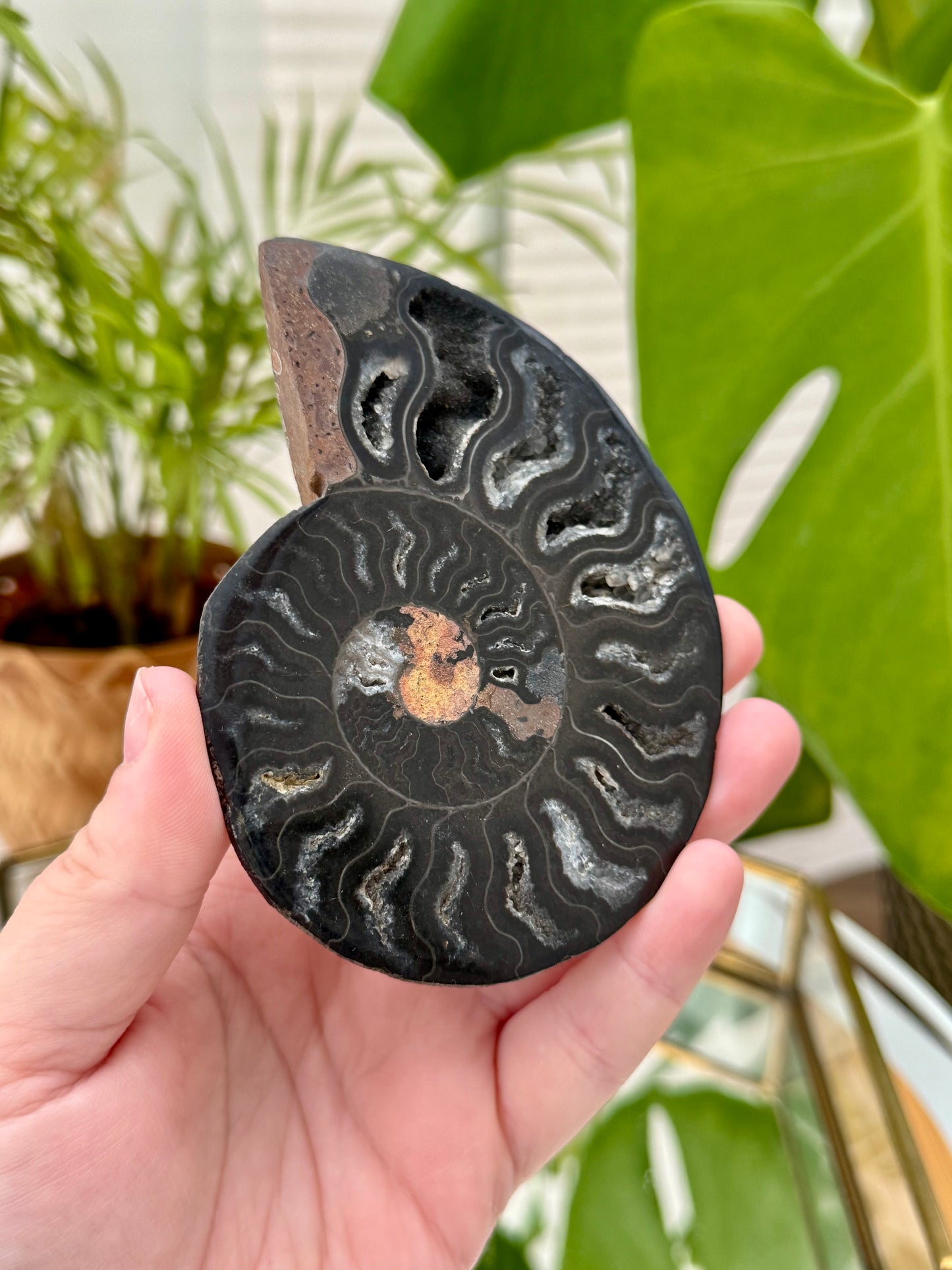 Black Ammonite