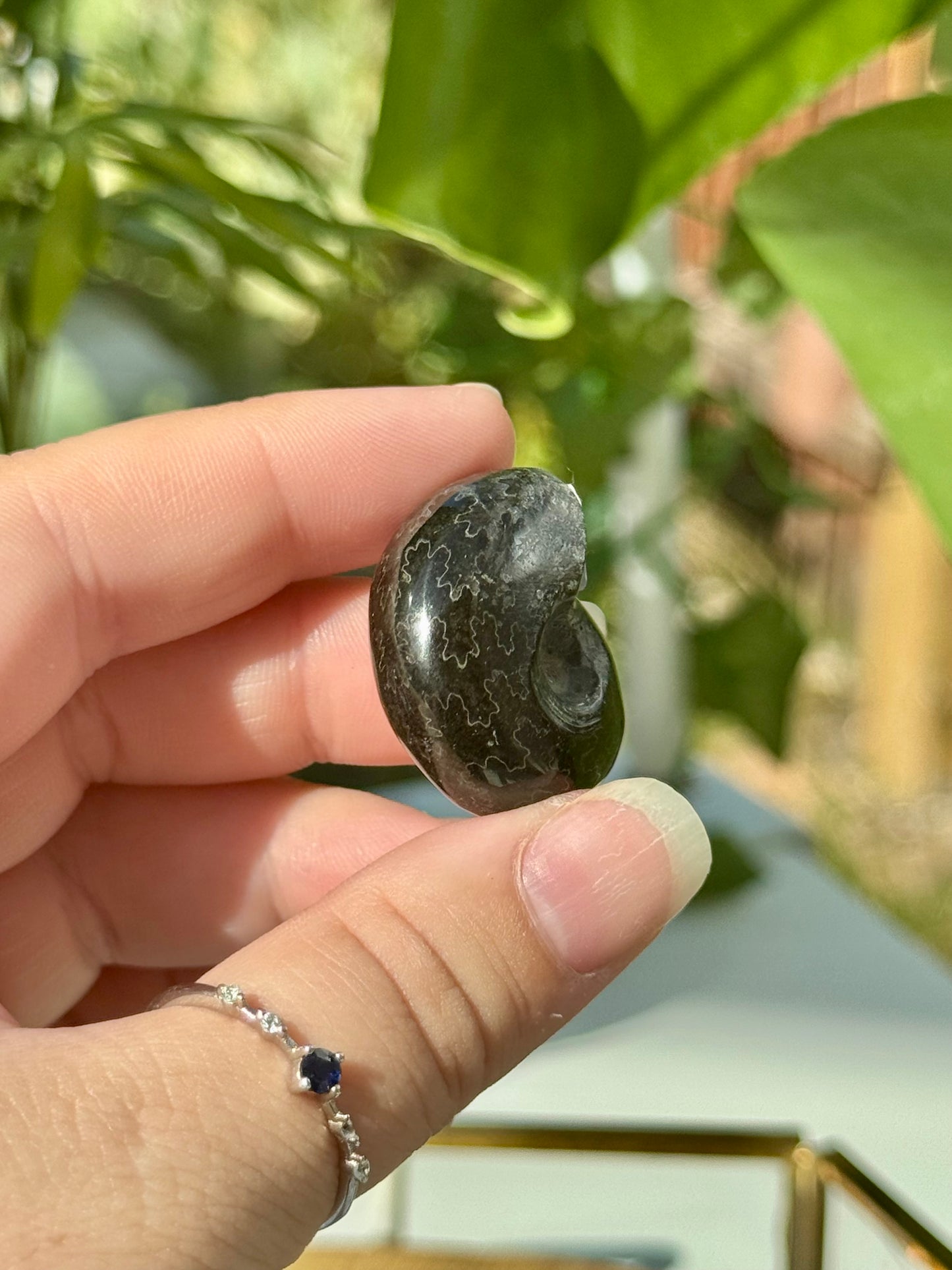 Mini Whole Black Ammonites