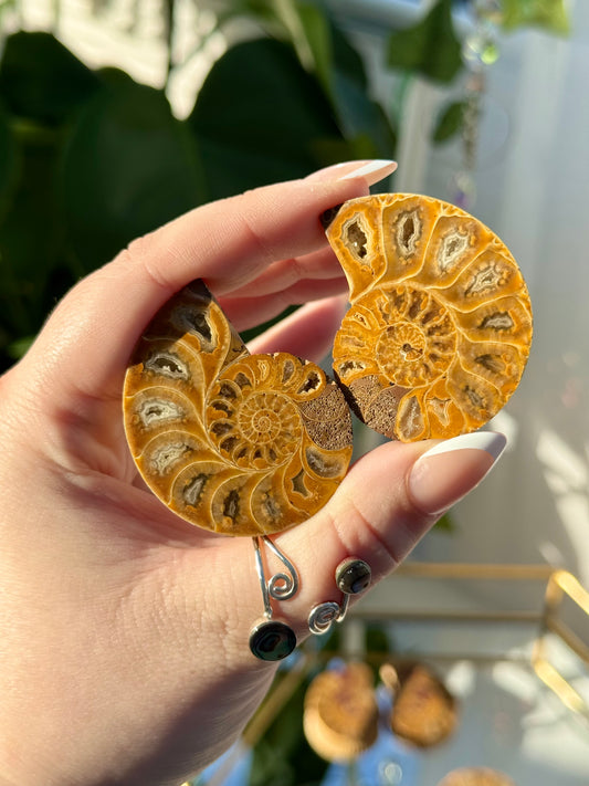 Ammonites