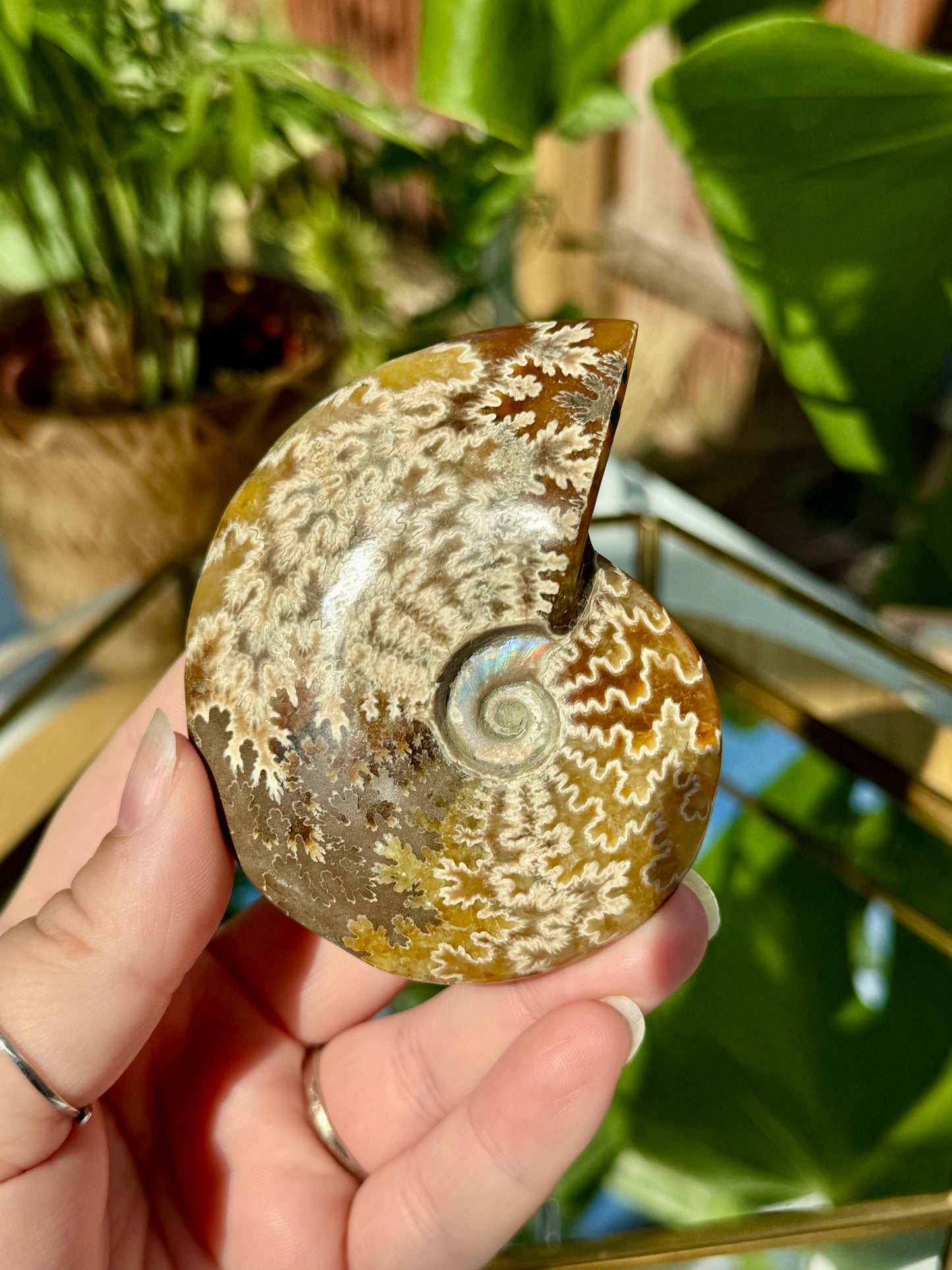 Whole Ammonite