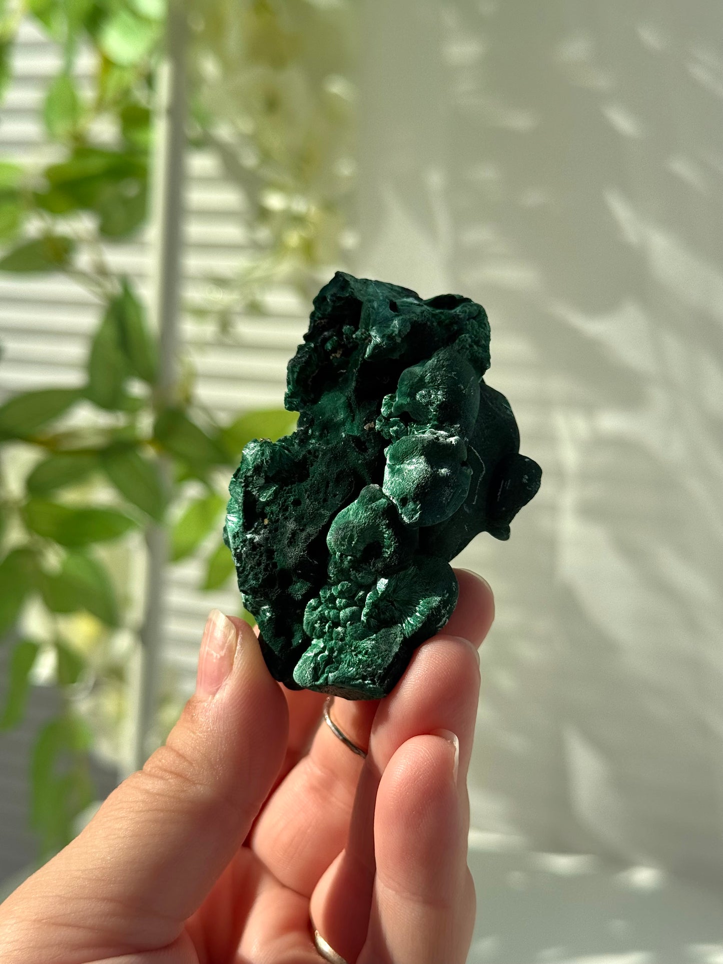 Velvet Malachite