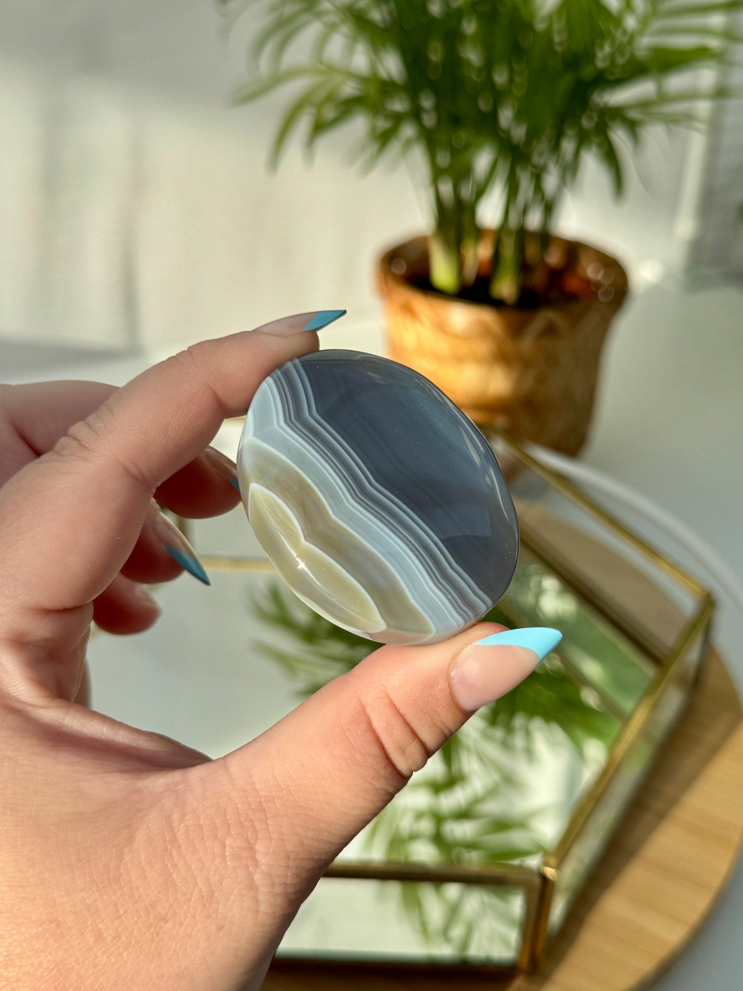 Banded Agate Palms