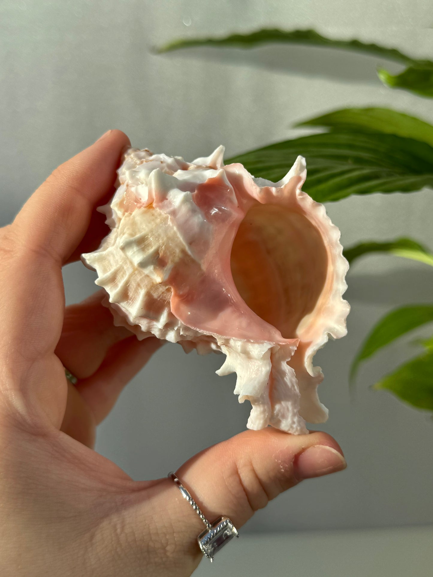 Shells