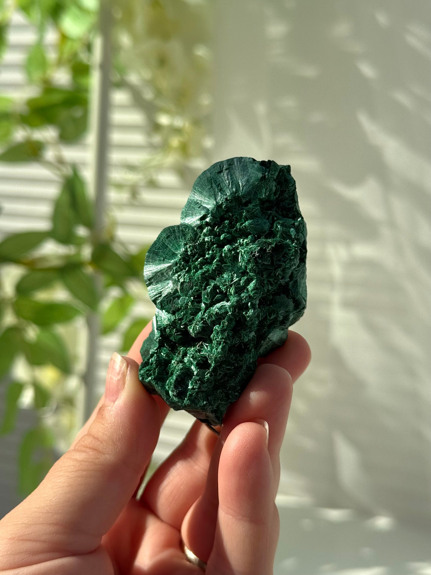 Velvet Malachite