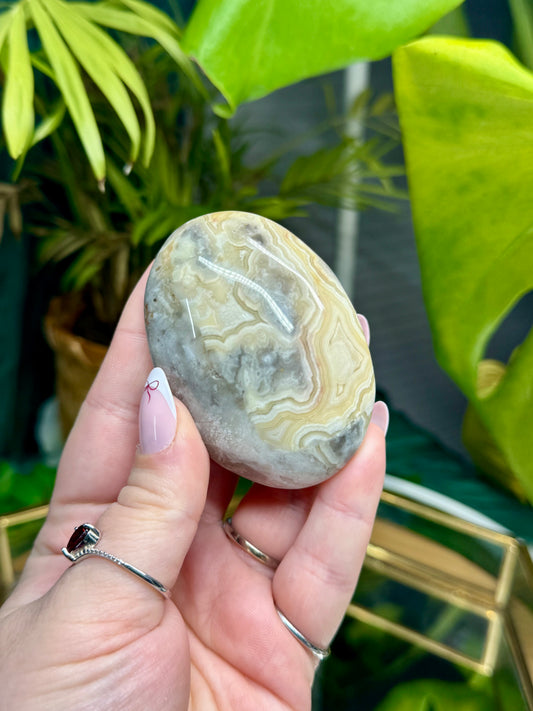 Yellow Crazy Lace Palm