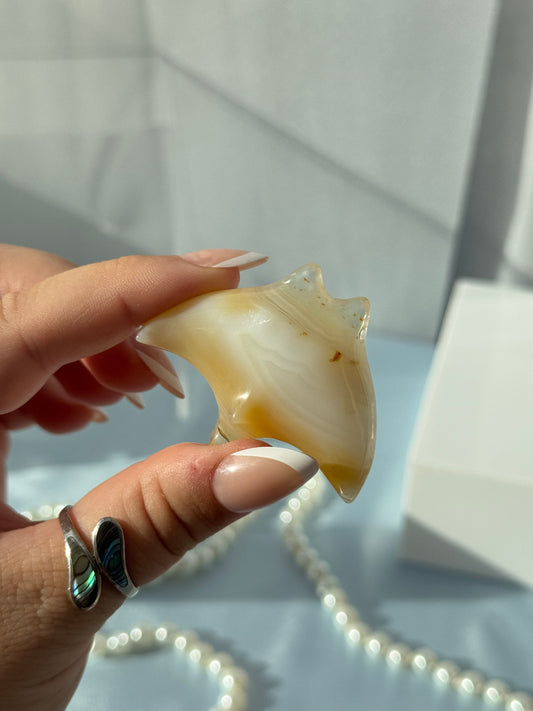 Mini Manta Rays