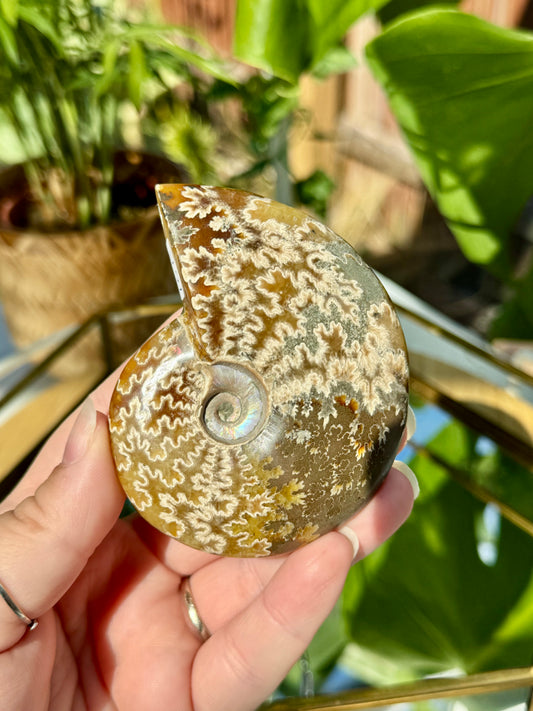 Whole Ammonite