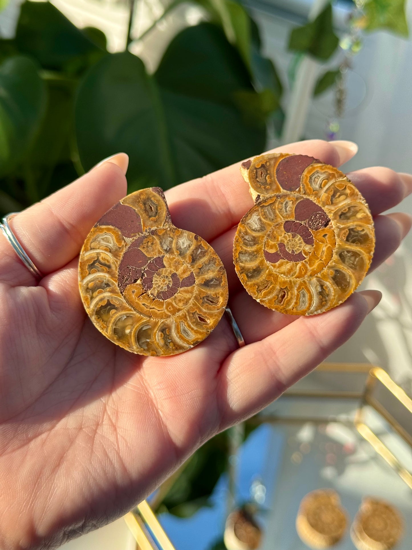 Ammonites