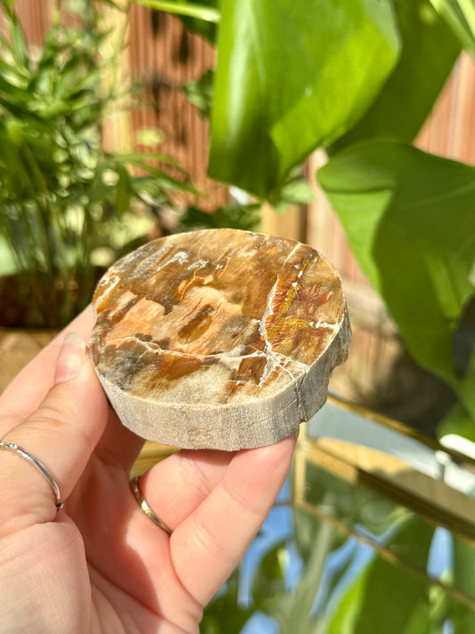 Petrified Wood Log