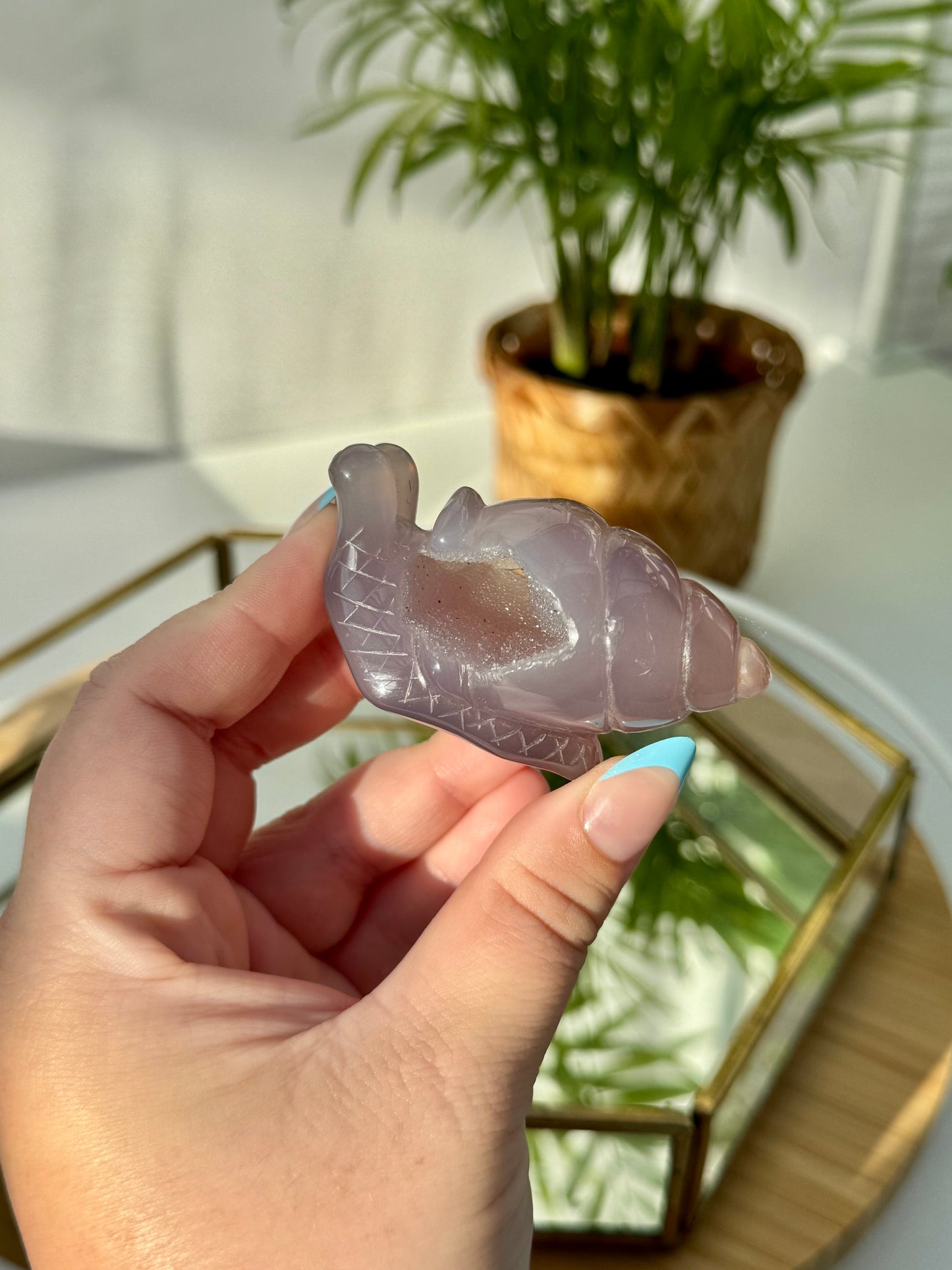 Agate Snails