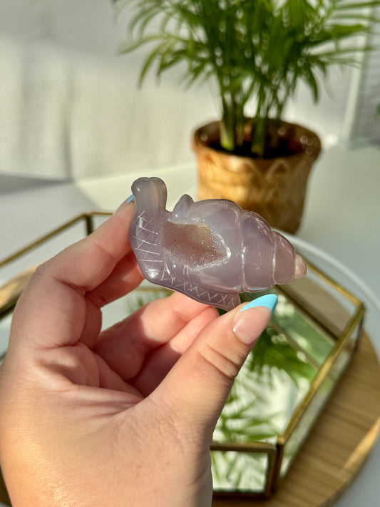 Agate Snails