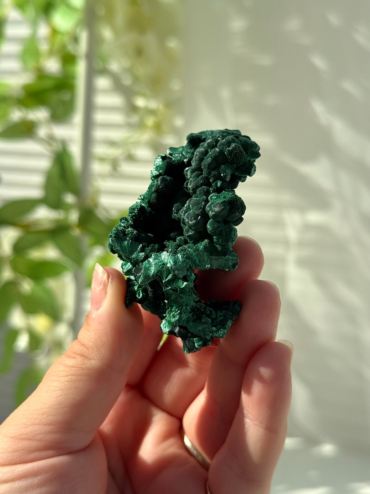 Velvet Malachite