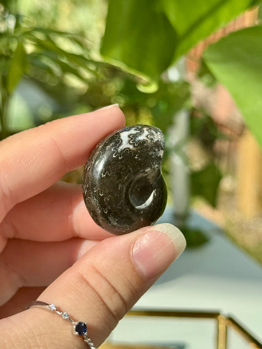 Mini Whole Black Ammonites