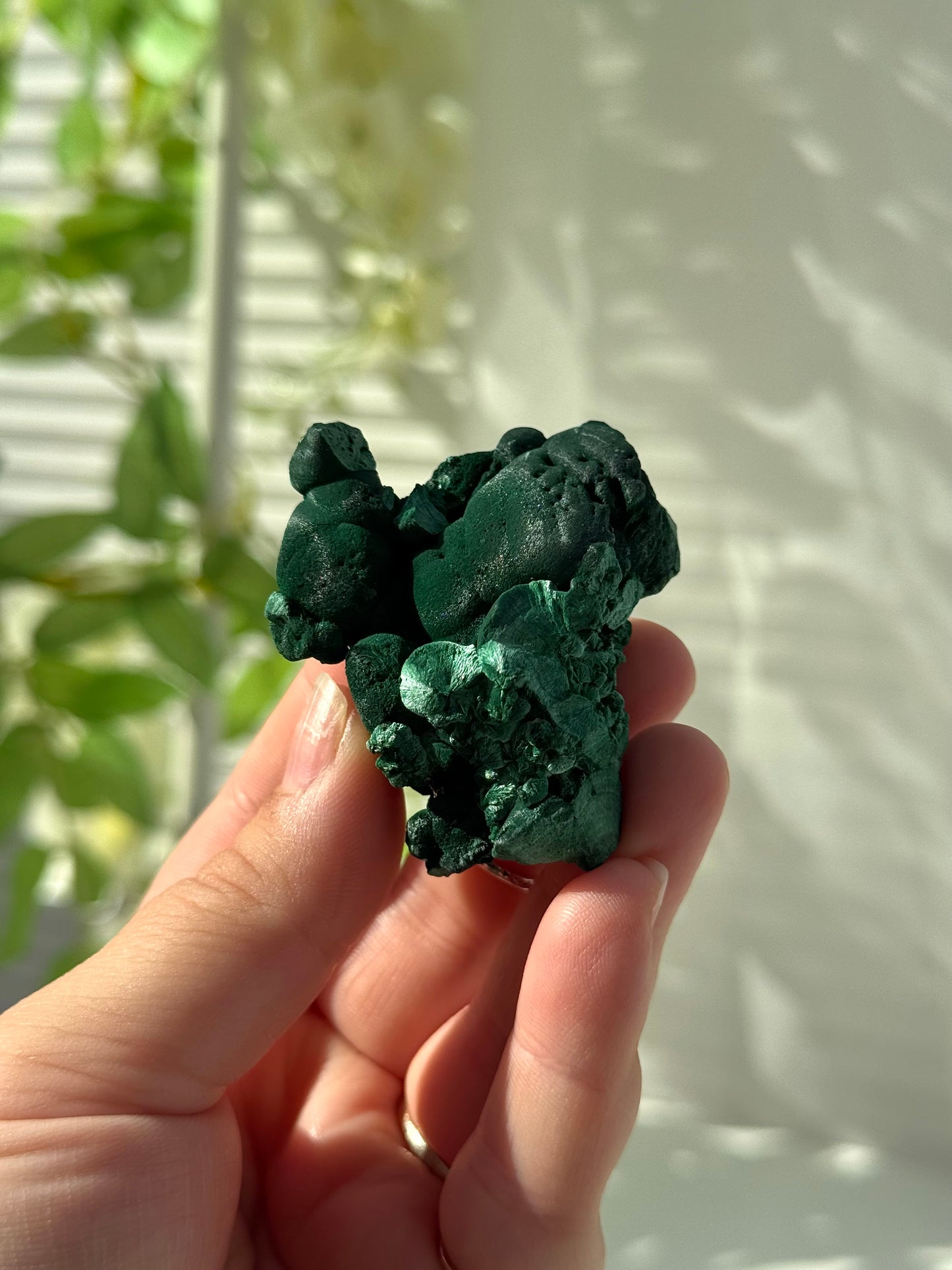 Velvet Malachite
