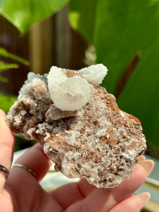 Rams Horn Selenite from Mexico