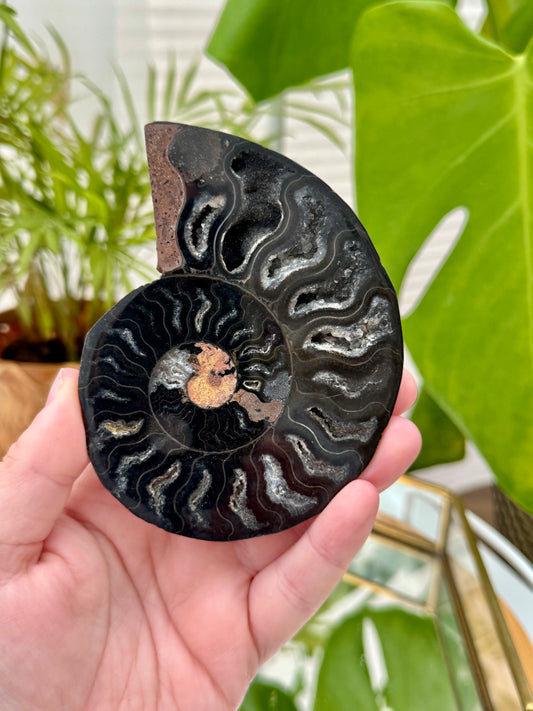 Black Ammonite