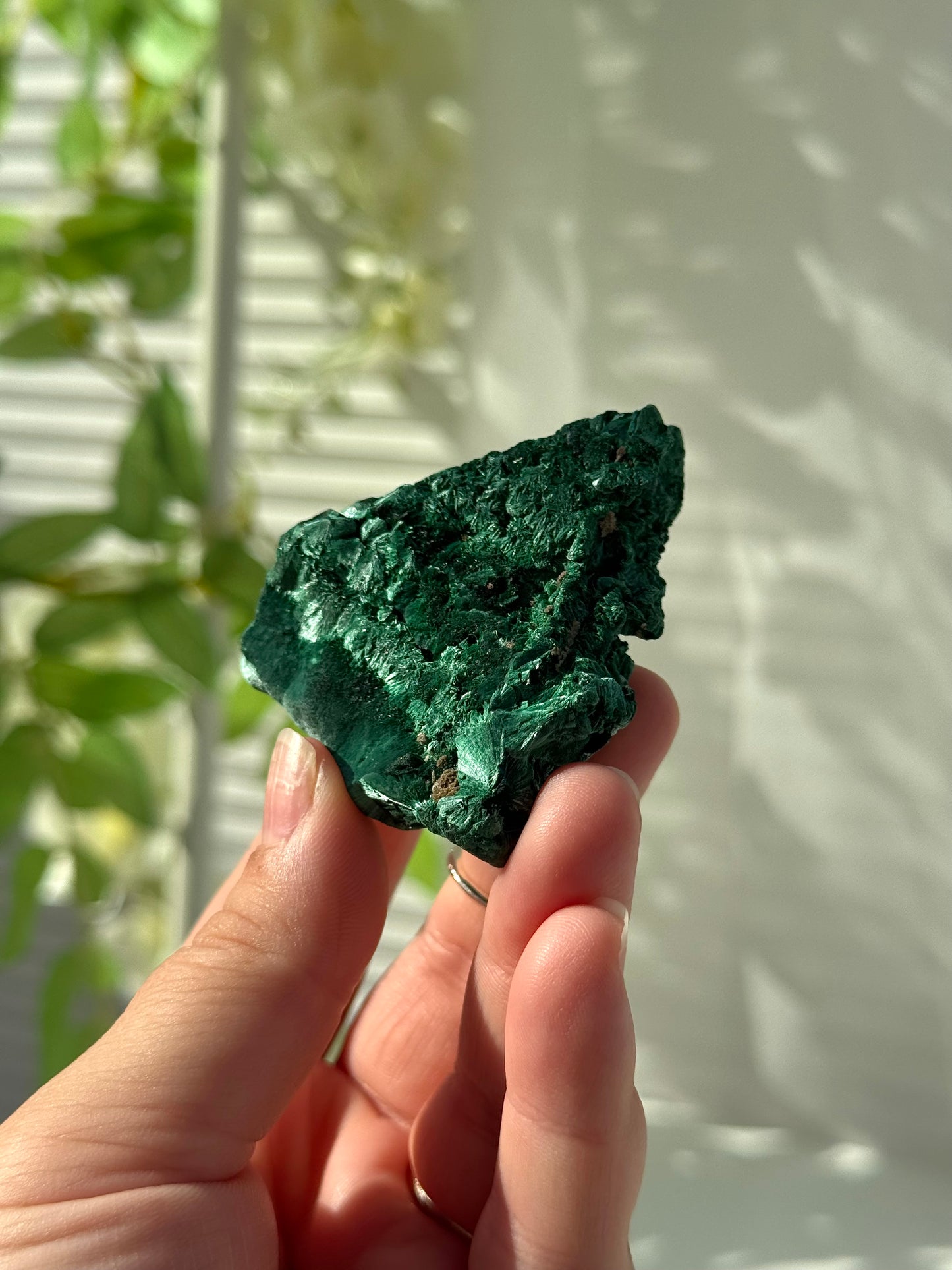 Velvet Malachite
