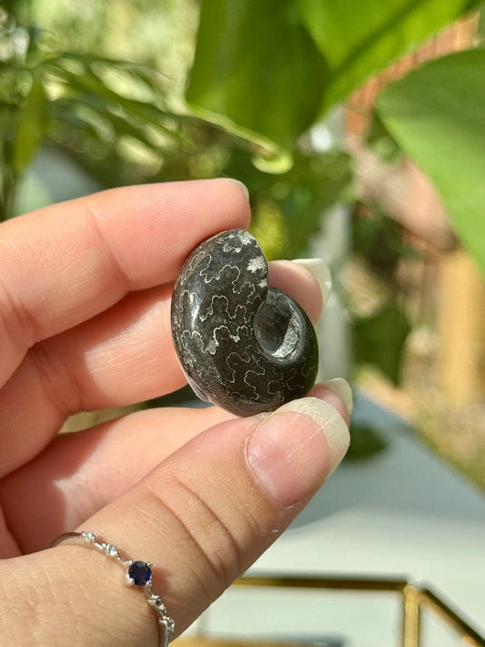 Mini Whole Black Ammonites
