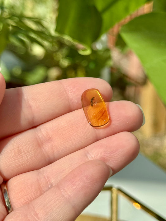 Genuine Amber with Insects