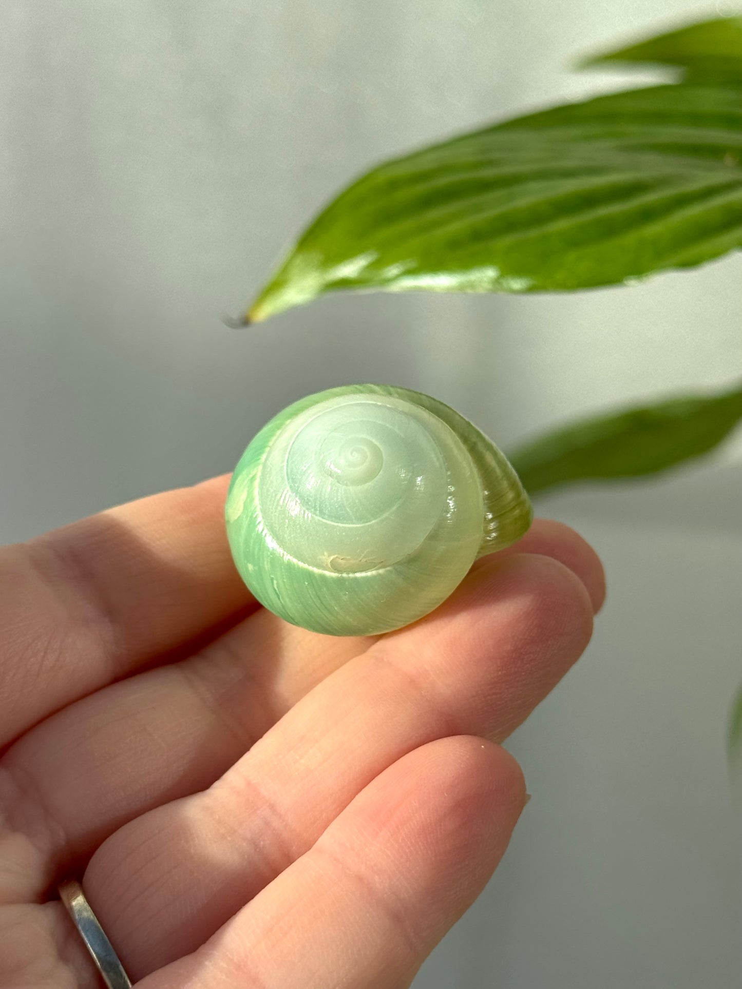 Shells