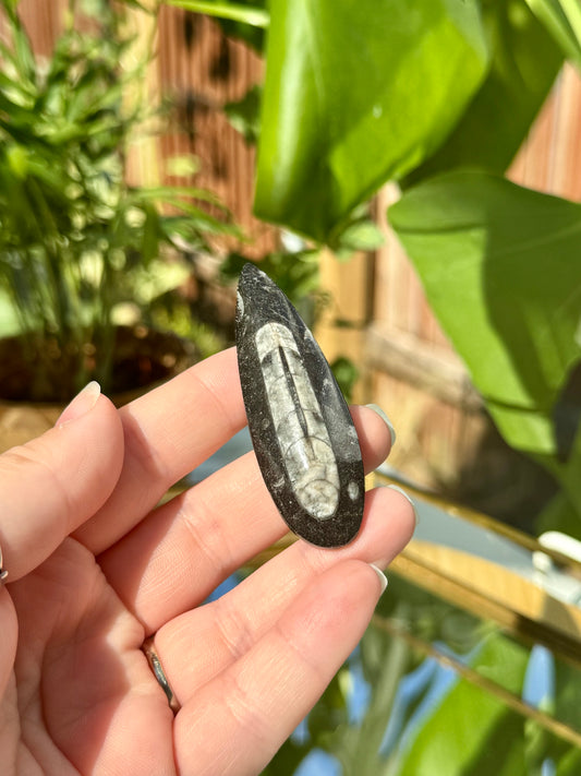 Mini Orthocerus