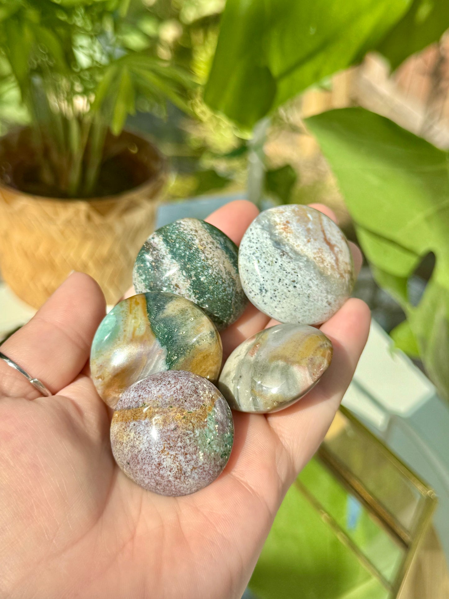 Ocean Jasper Palms