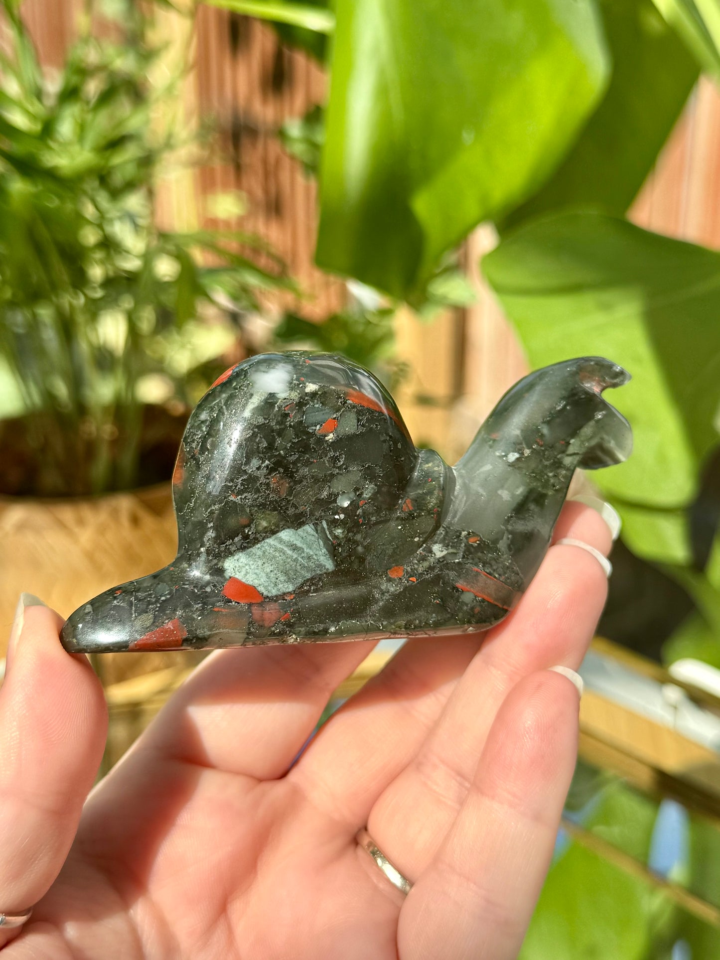 “Zoidberg” African Bloodstone Snail