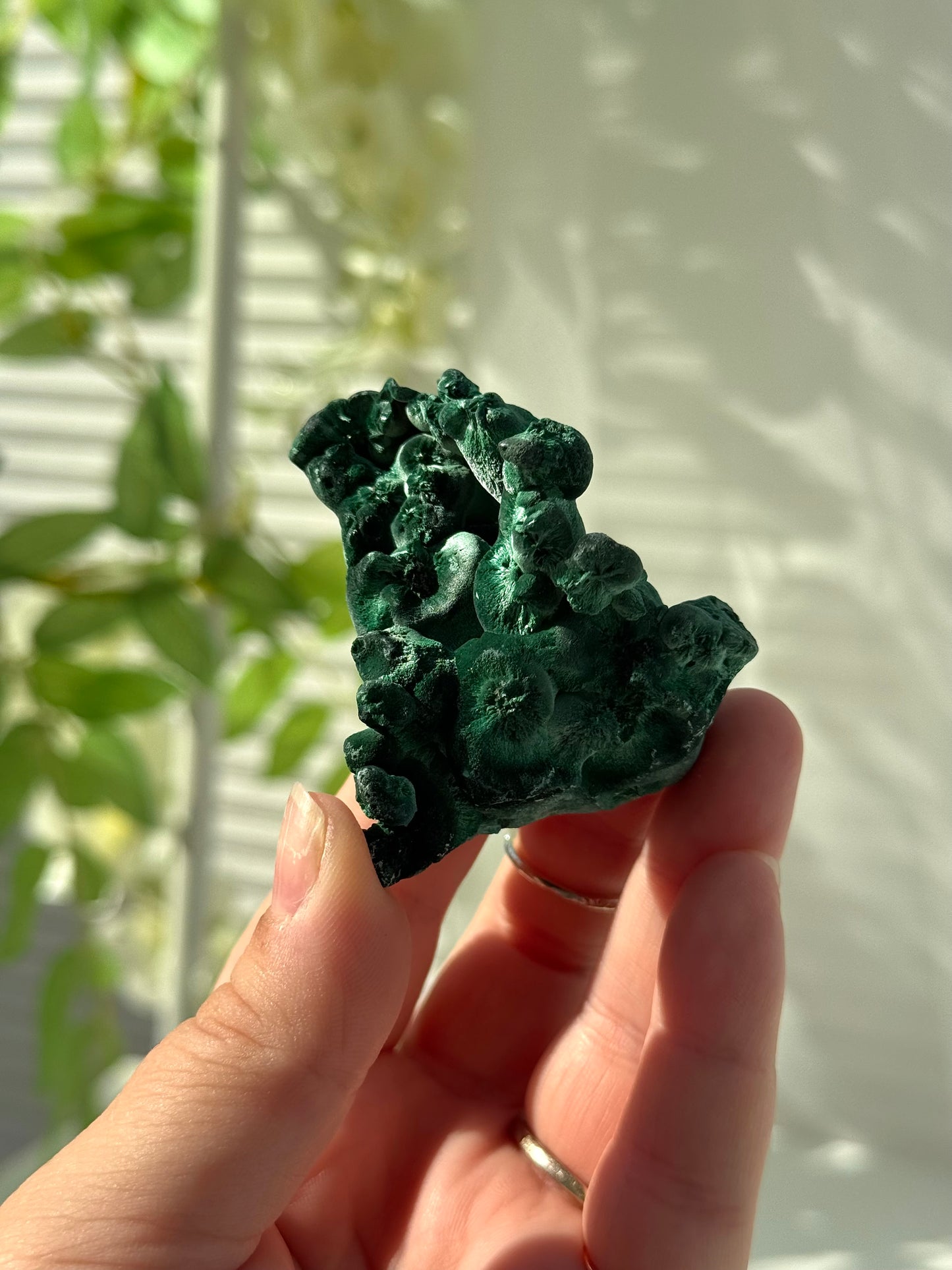 Velvet Malachite