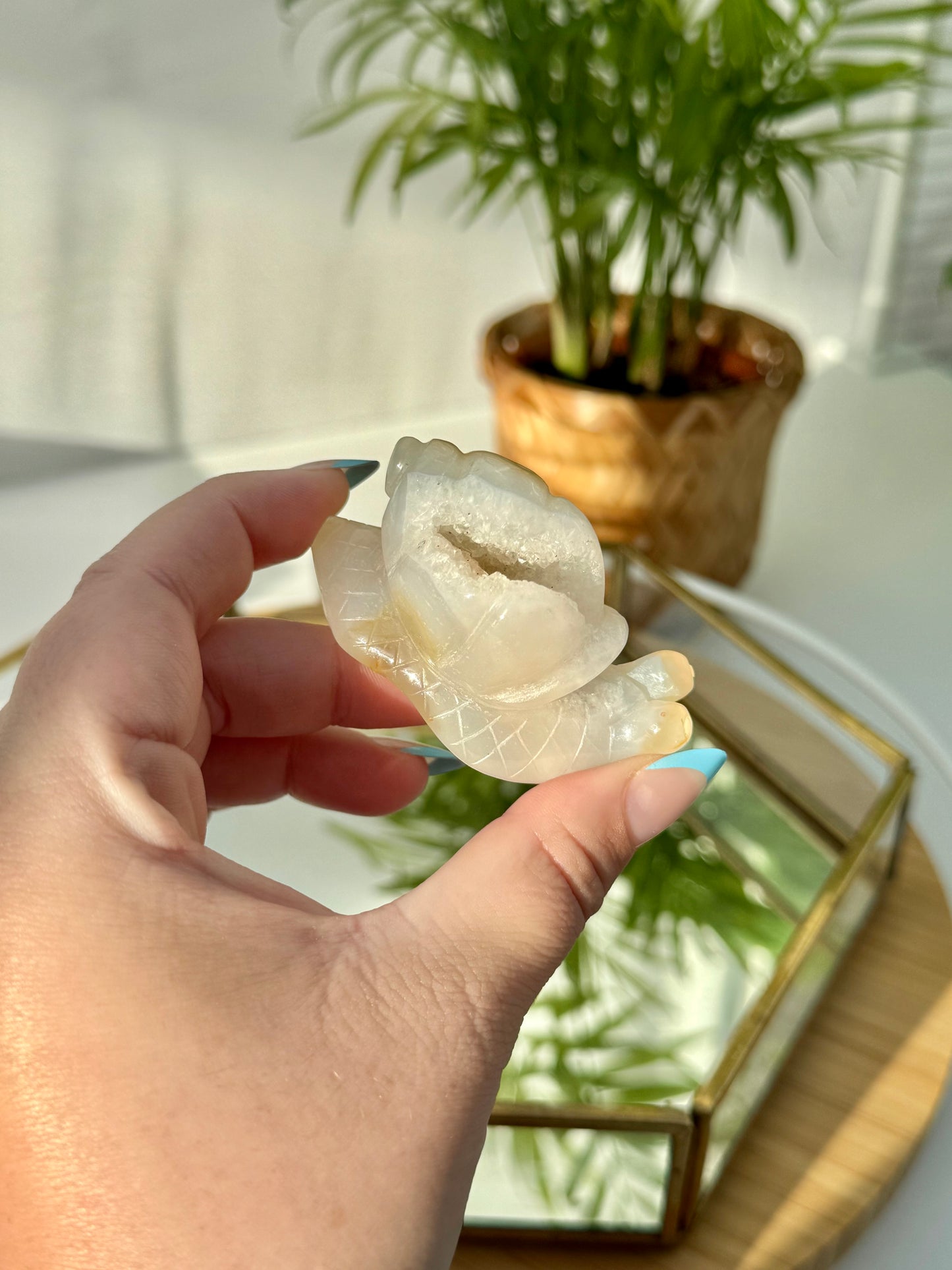 Agate Snails