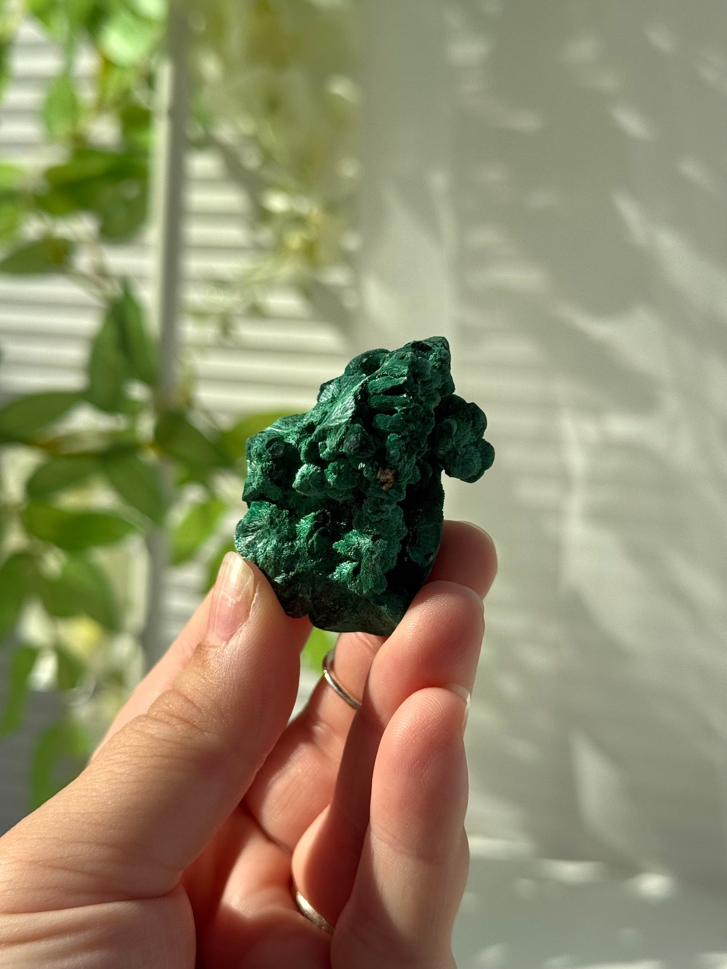Velvet Malachite