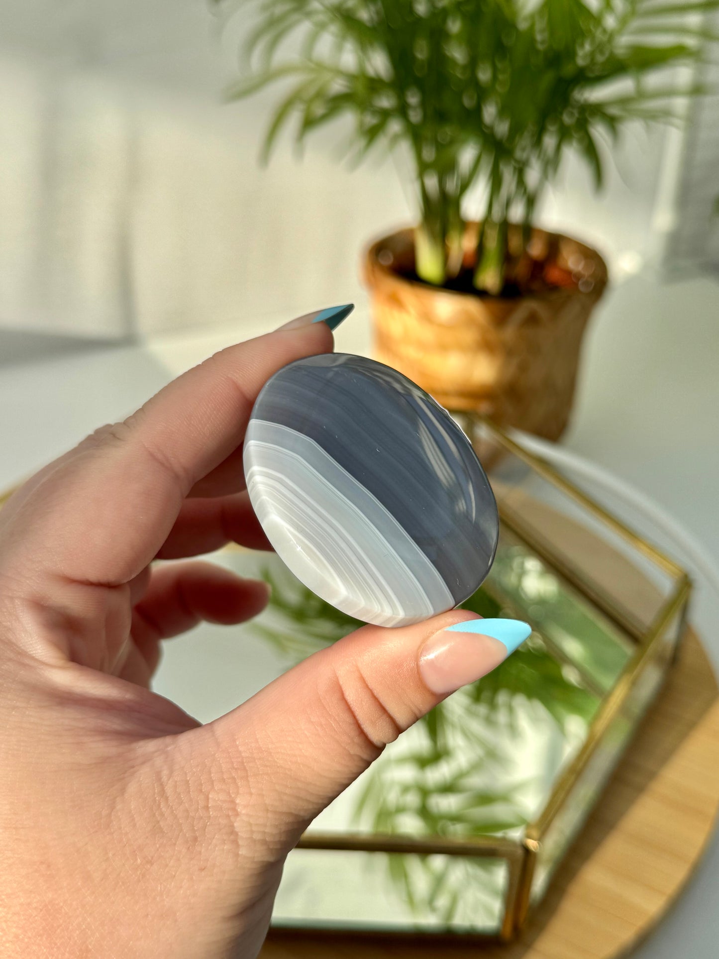 Banded Agate Palms