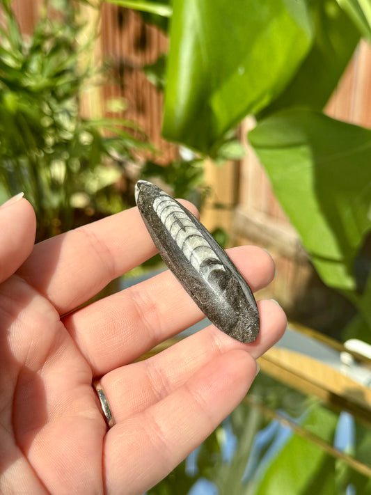Mini Orthocerus