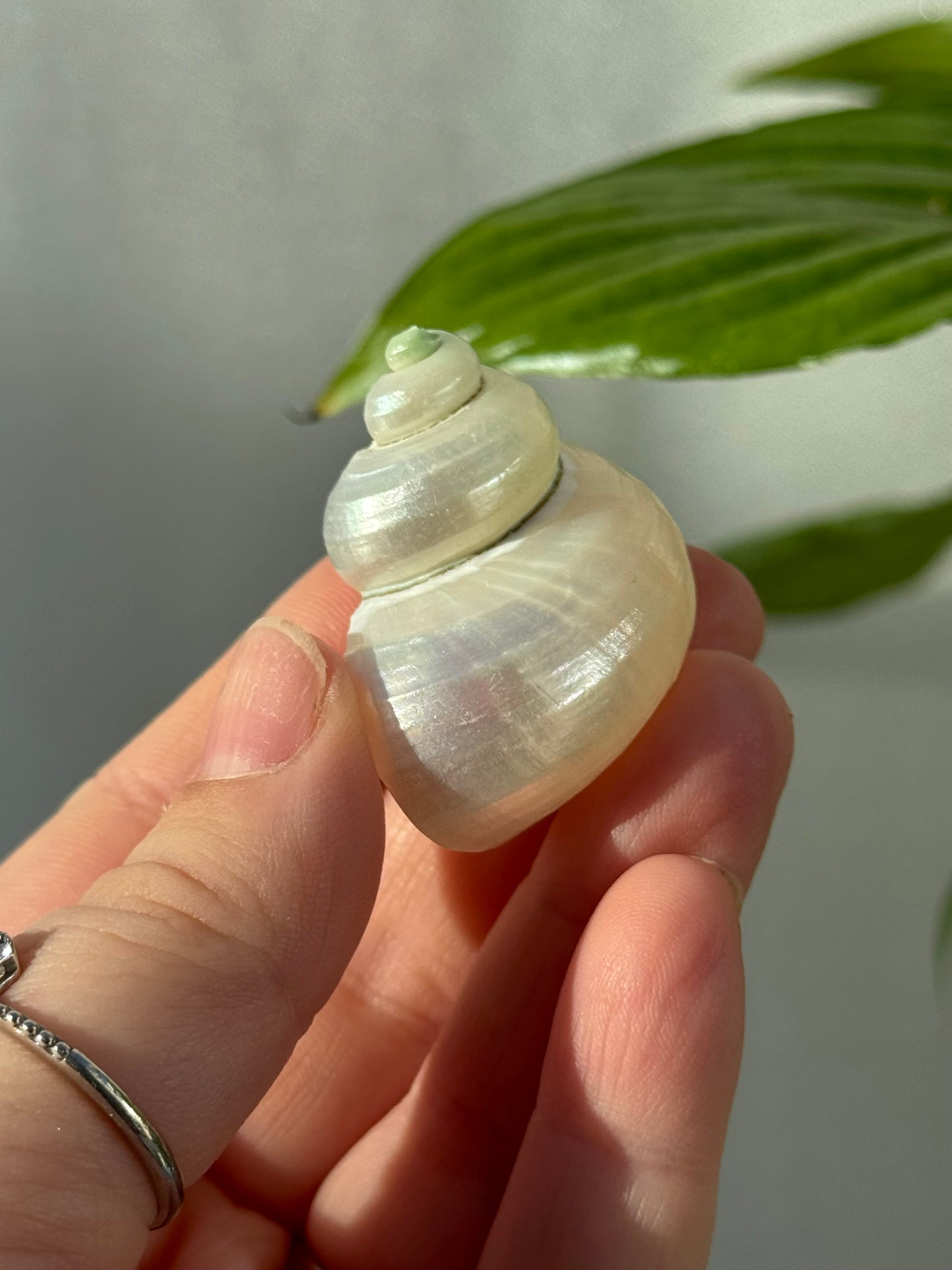 Shells
