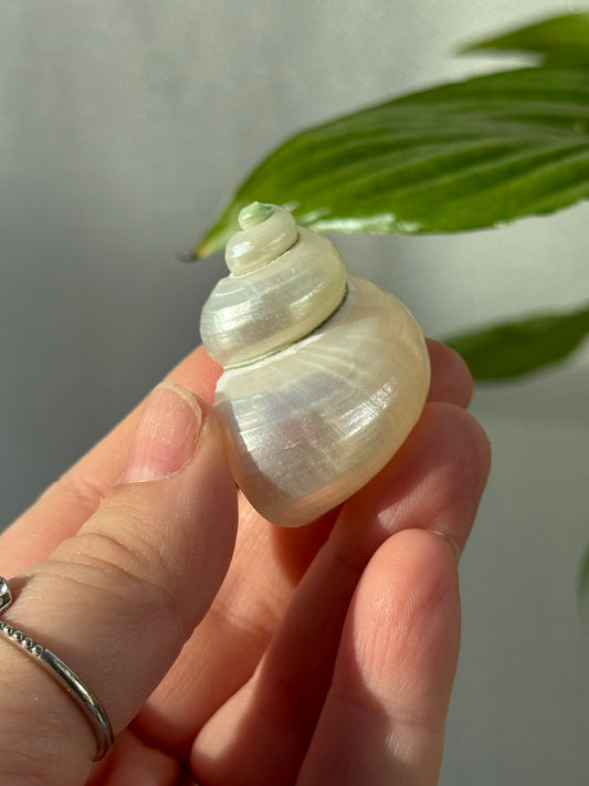 Shells