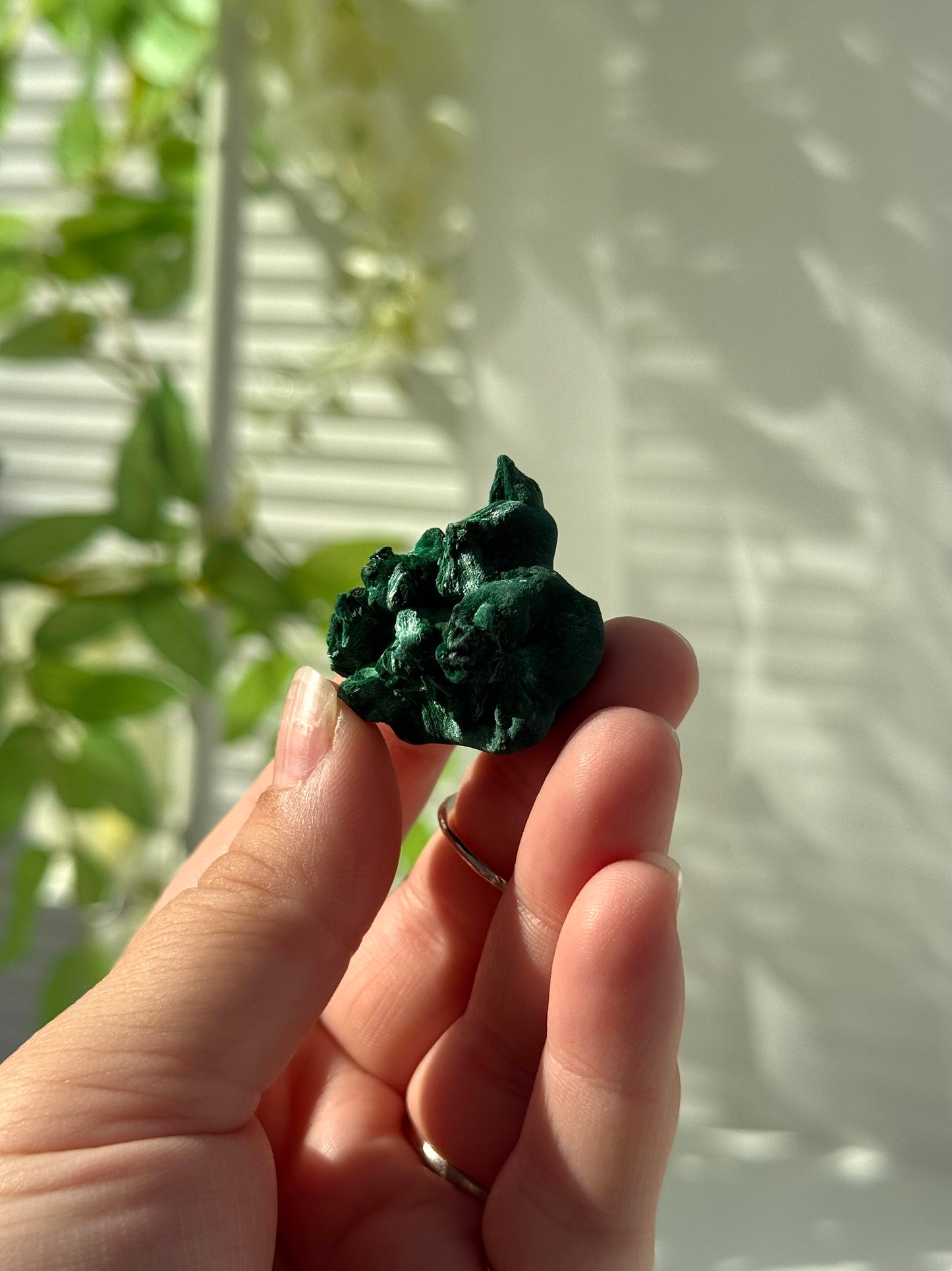 Velvet Malachite