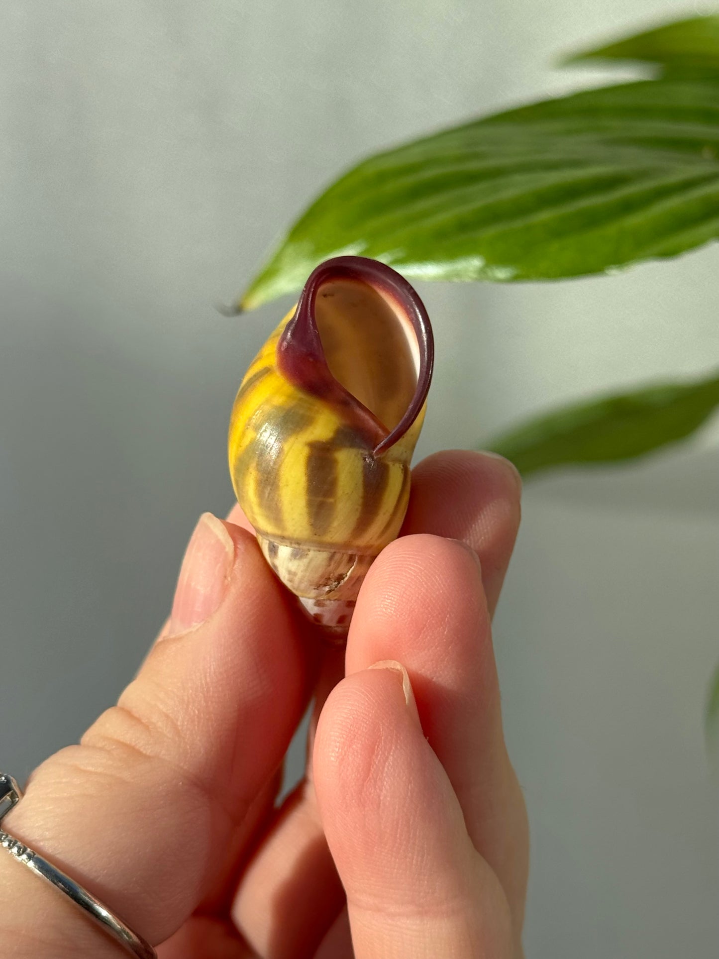 Shells