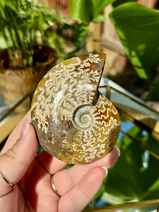 Whole Ammonite