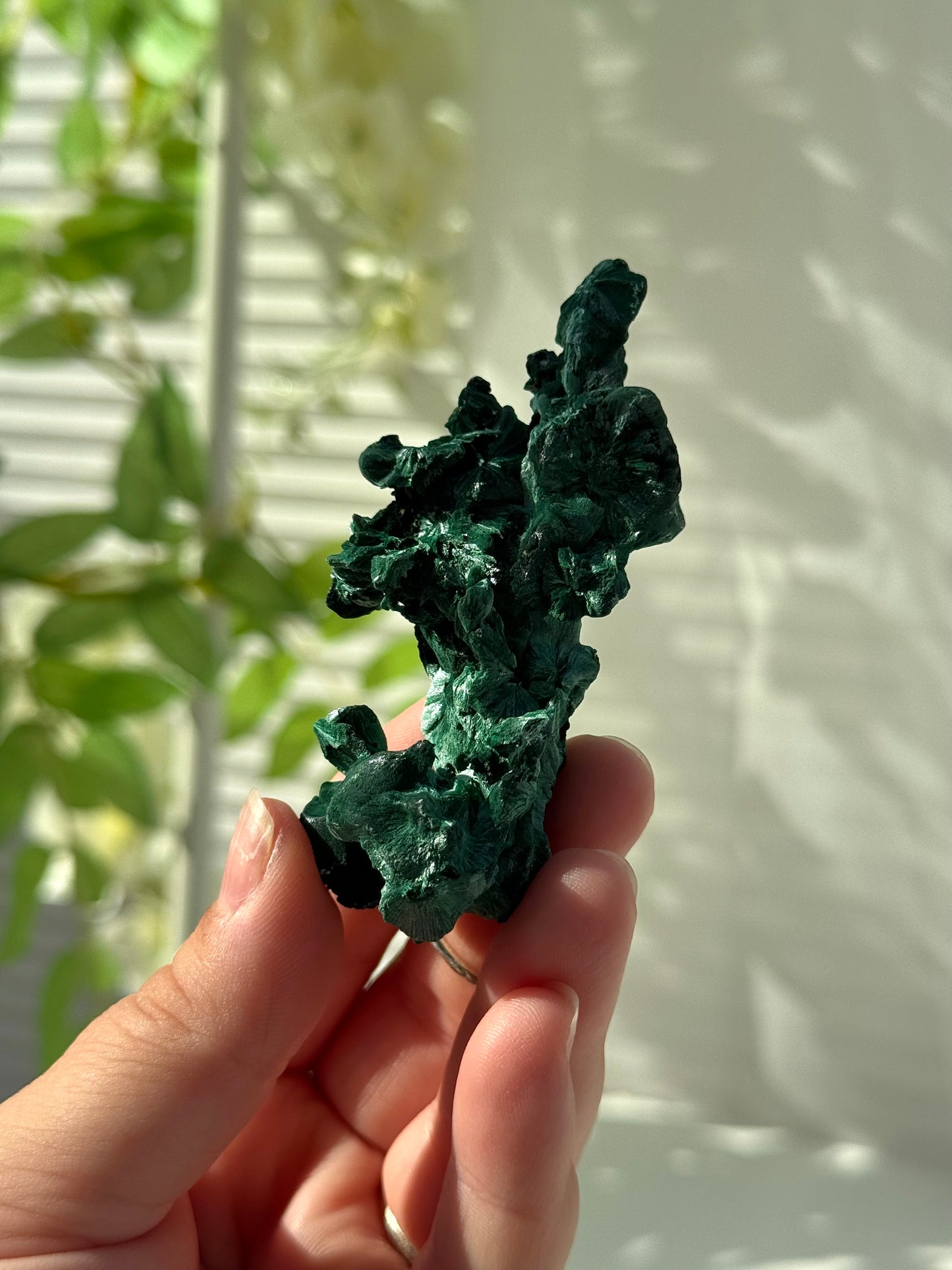 Velvet Malachite